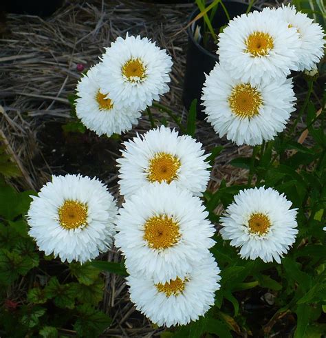 Shasta Daisies Plant Care And Collection Of Varieties