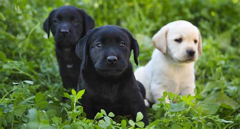 Baby Labrador What You Need To Know As A Puppy Parent