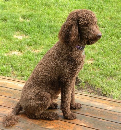 Standard poodles are generally considered to be more than 15 inches at the shoulder. Small Standard Poodle Puppies- Aussiedoodle and Labradoodle Puppies | Best Labradoodle Breeders ...