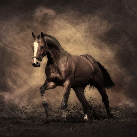 Cute Horse Wallpapers Wallpaper Cave