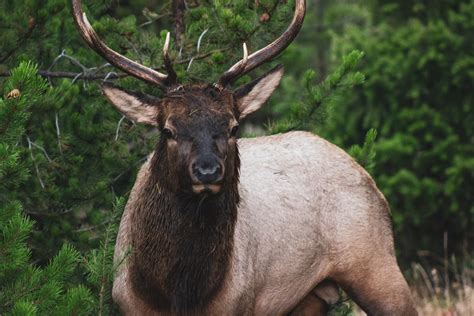 Elk Portrait Wildlife Photography Print And Canvas Etsy