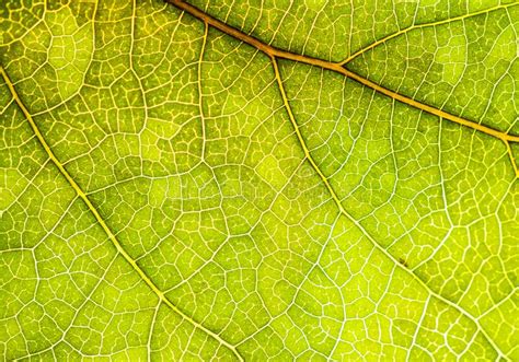 A Green Leaf Of A Tree Is A Big Magnification Macro Shooting Stock
