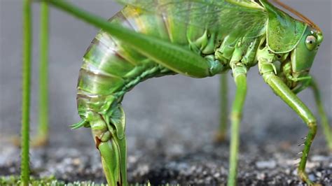 Grasshopper Laying Eggs