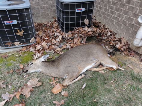 Blue Ridge Wildlife And Pest Management Roanoke Va Dead Animal