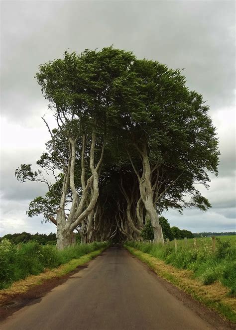 The Stunning Tree Tunnel You Saw On Game Of Thrones Is Real And Can