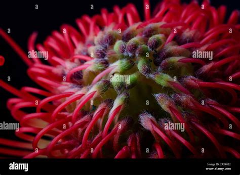 Close Up Of A Beautiful Protea Pincushion Flower Symbol Of Strength