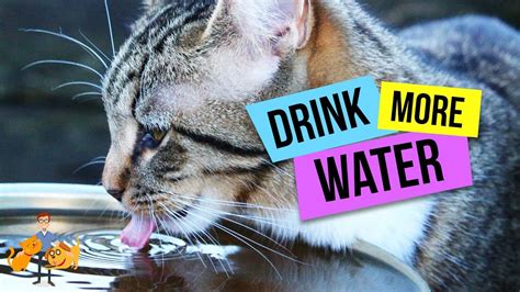 How To Get Your Cat To Drink More Water Top 10 Strategies