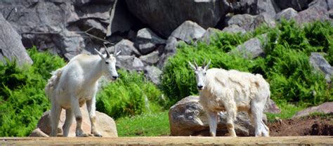 Mountain Goat Also Known As The Rocky Mountain Goat Stock Photo