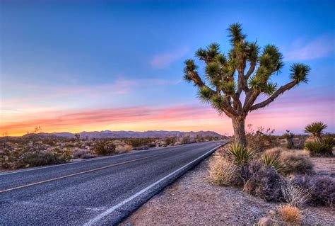 Joshua Tree National Park Is A True Desert Wilderness That Is Just A