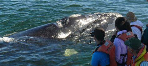 Boogie With The Right Whales South Africas Only Whale Watching And