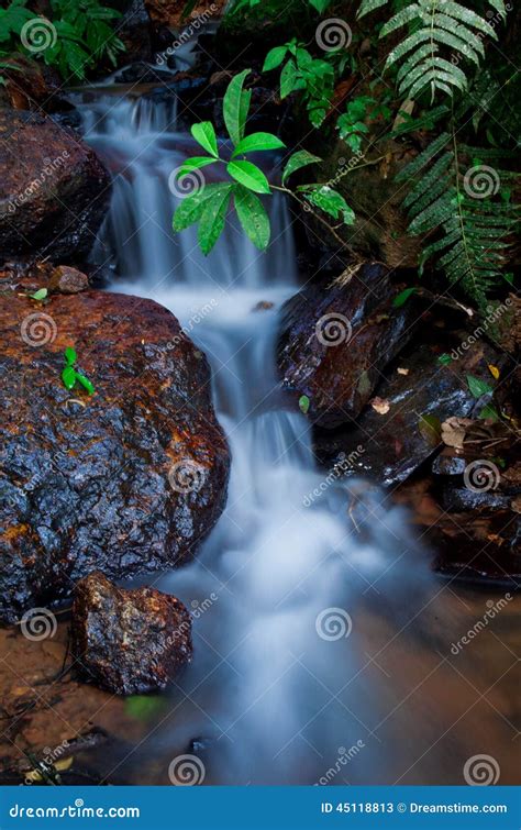Jungle Creek Stock Image Image Of Nature Waterfall 45118813