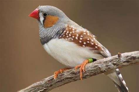 25 Interesting Zebra Finches Facts That Will Amaze You Tail And Fur