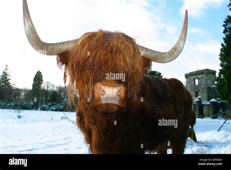 Highland Cow In Snowy Landscape Stock Photo Alamy