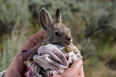 Hope Persists For Pygmy Rabbits Despite Blaze — The Nature Conservancy