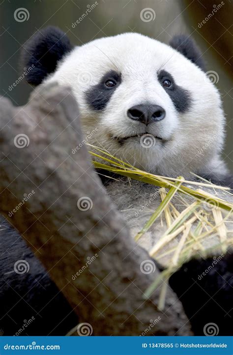 Chinese Panda Bear In Tree Eating Bamboo China Stock Image Image Of