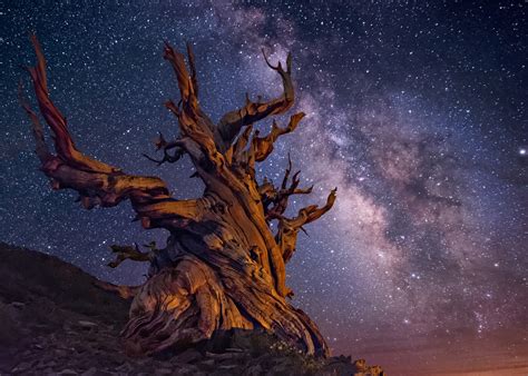 Tree Hd Night Sky Stars Milky Way Starry Sky Hd Wallpaper Rare