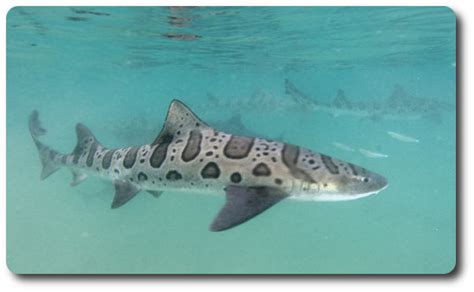 The Leopard Shark Is A Interesting Type Of Shark Shark Sider