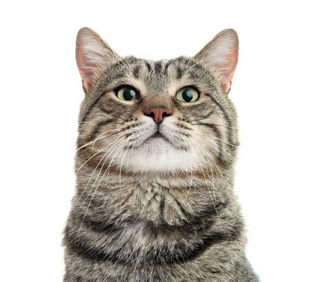 Cute Cat On White Background Stock Image Image Of