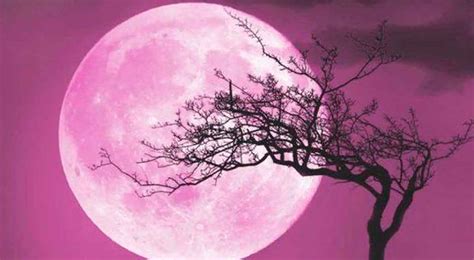 Calendario Lunar 2021 Cuándo Y Cómo Ver La Superluna Rosa Y Todas Las Fases De La Luna En Abril