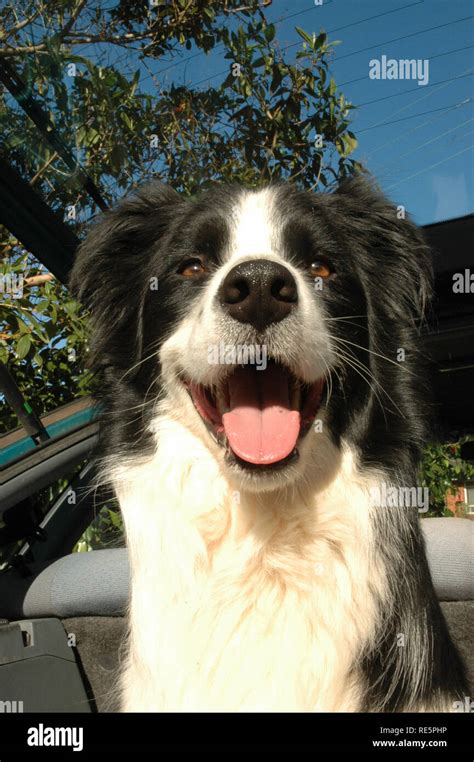 Border Collie Dog Face Stock Photo Alamy