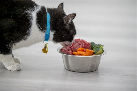 Designed in a solid plastic ball with removable lid and feeding portals; What Are You Feeding Your Cat? - My Weekly
