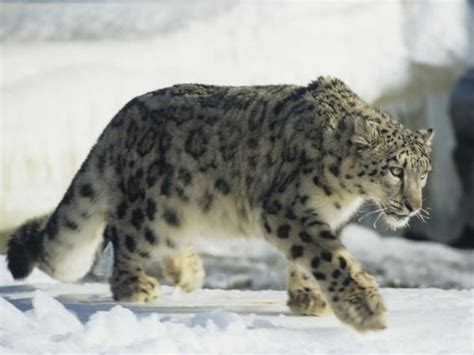 Snow Leopard Of Afghanistan Filmmaker Tony Gerber Wvxu