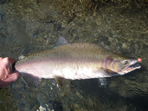 Concern As Species Of Pink Salmon Turn Up In Donegal River Donegal