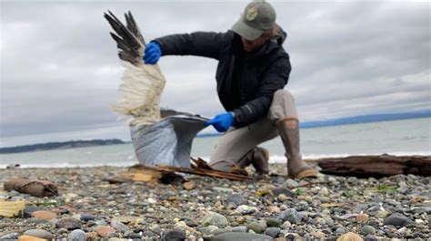 Avian Flu Outbreak Kills 700 Waterfowl Around Skagit Bay