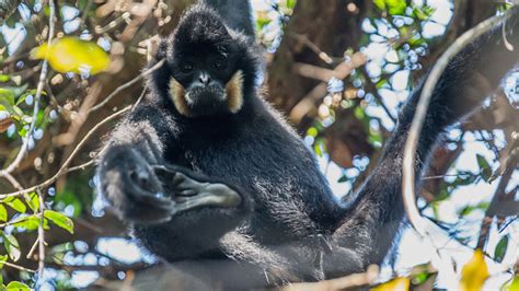 No ape jape: gibbons need protection from COVID-19 too - The Cambodia Daily