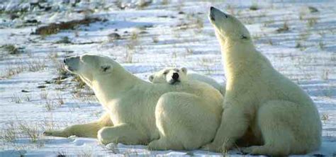 Polar Bears Doing Well Say The Natives Canada Free Press