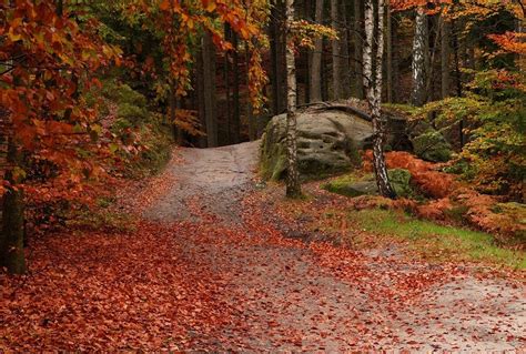 Forest Path Leaves Fall Trees Red Green Nature Landscape
