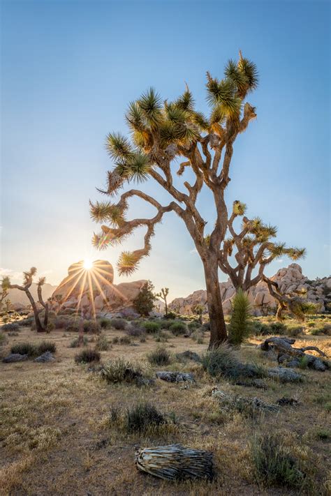 Joshua Tree Sunset T Kahler Photography