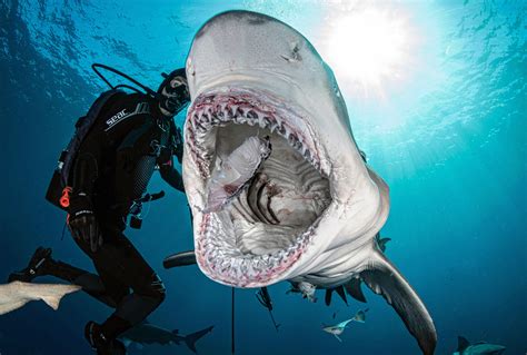 Terrifying Pictures Show 6ft 450lb Shark Rip Its Prey From Divers Hands As He Swims Only Feet