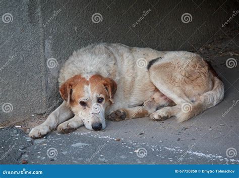 Sad Homeless Dog Lying On The Pavement Stock Photo Image Of Portrait