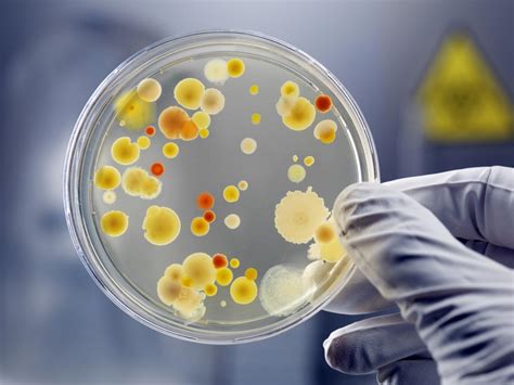 Bacteria Types Characteristics Where They Live Hazards And More