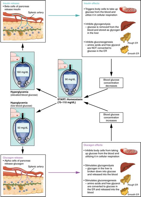 Major stimulation of glucagon secretion: 17.9 The Endocrine Pancreas - Anatomy and Physiology