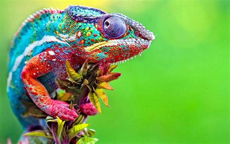 Wallpaper Colorful Animals Green Chameleons Flower Lizard Fauna