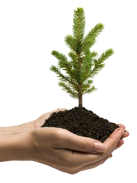 When To Plant Pine Trees