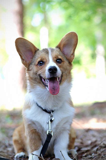 The approximate wait time for a puppy is five to six months after you submit the $100 deposit for the paid waiting list. smile corgi! | Corgi, Corgi pictures, Corgi dog