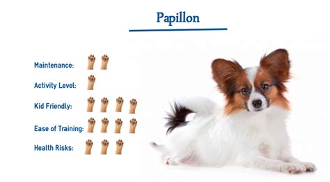 Papillon Dog Breed Everything You Need To Know At A Glance