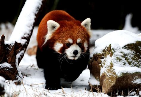 Cute Red Panda In Snow Amazing Wallpapers