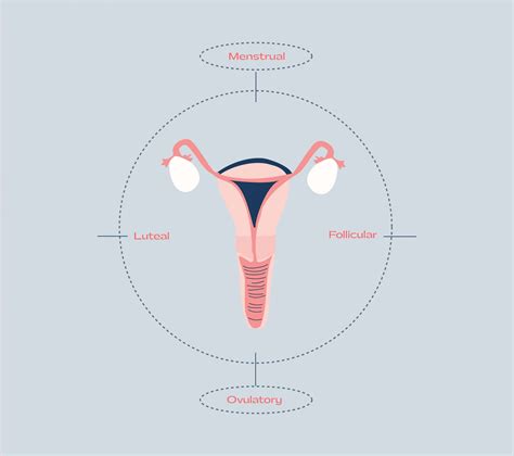 Menstrual Cycle Basics What You Need To Know Hertility Health