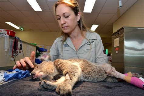 Australia Zoo Wildlife Hospital Gets Funding Boost In Budget The
