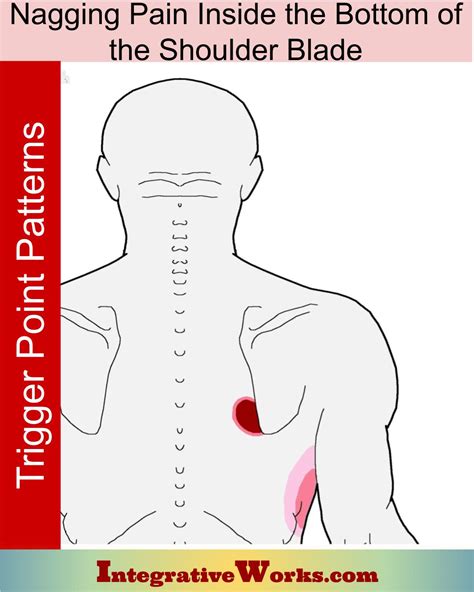 Nagging Pain Inside The Bottom Of The Shoulder Blade Integrative Works