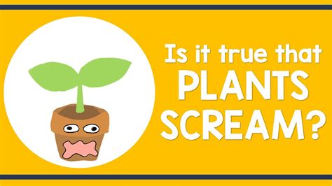 Is It True That Plants Scream Animation Youtube