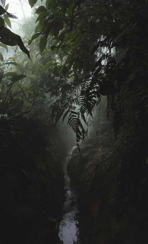 Rainforest Landscape Nature Photography Dark Green Aesthetic Nature