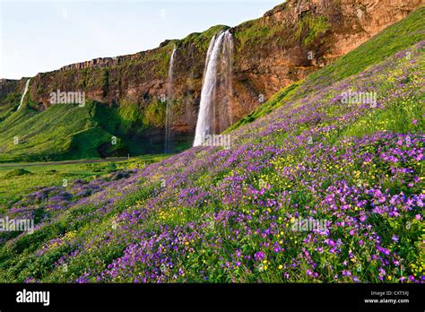 Seljalandsfoss Waterfall With A Meadow Full Of Blooming Cranesbill