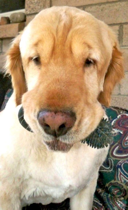 Golden Retriever Bulldog Mix Photo Happy Dog Heaven
