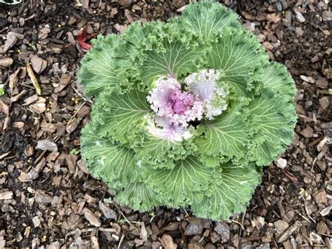 Brassica Oleracea Nagoya Rose Ornamental Cabbage And Kale Group