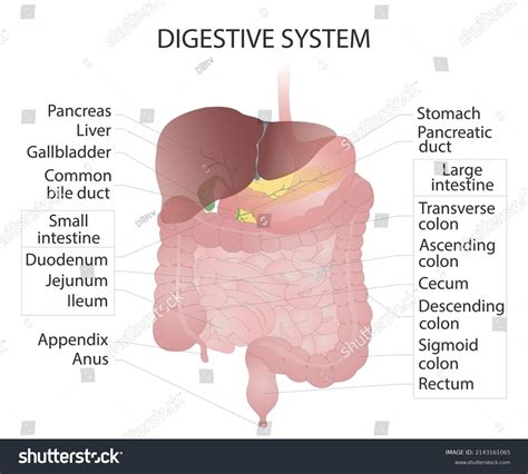 Alimentary Canal Digestive System Vector Illustration Cartoondealer My Xxx Hot Girl